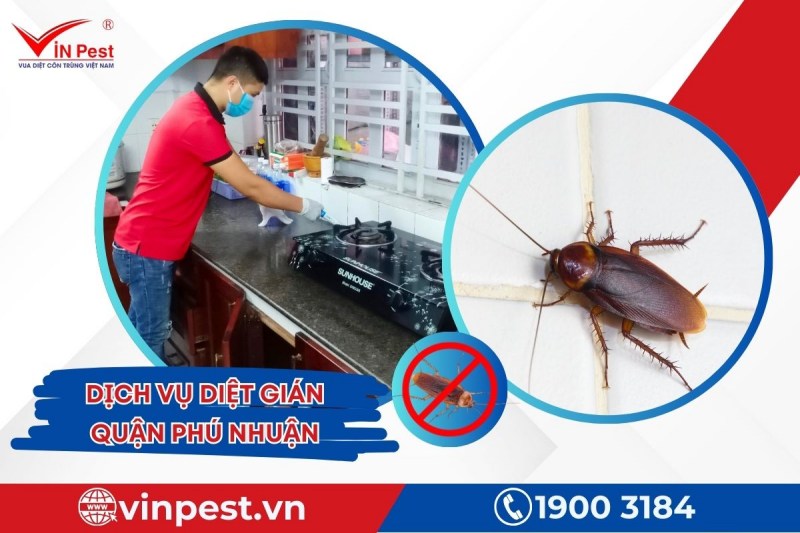 Dịch vụ diệt gián quận Phú Nhuận tại VinPest uy tín và chuyên nghiệp