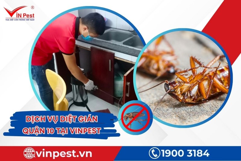 Dịch vụ diệt gián quận 10 hiệu quả tại VinPest