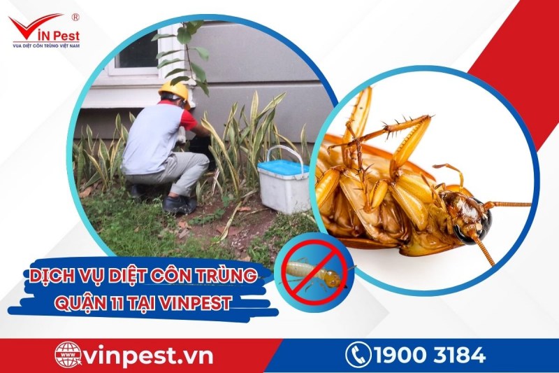 Diệt côn trùng quận 11 tại VinPest với dịch vụ uy tín, chuyên nghiệp