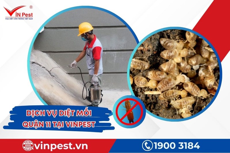VinPest cung cấp dịch vụ diệt mối quận 11 cho đa dạng đối tượng khách hàng