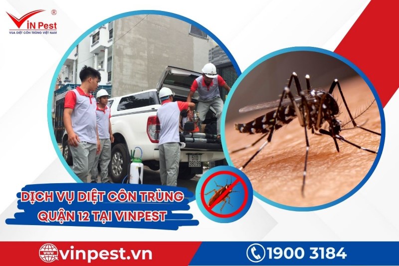 Dịch vụ diệt côn trùng quận 12 từ VinPest phản hồi nhanh, phục vụ tận nơi
