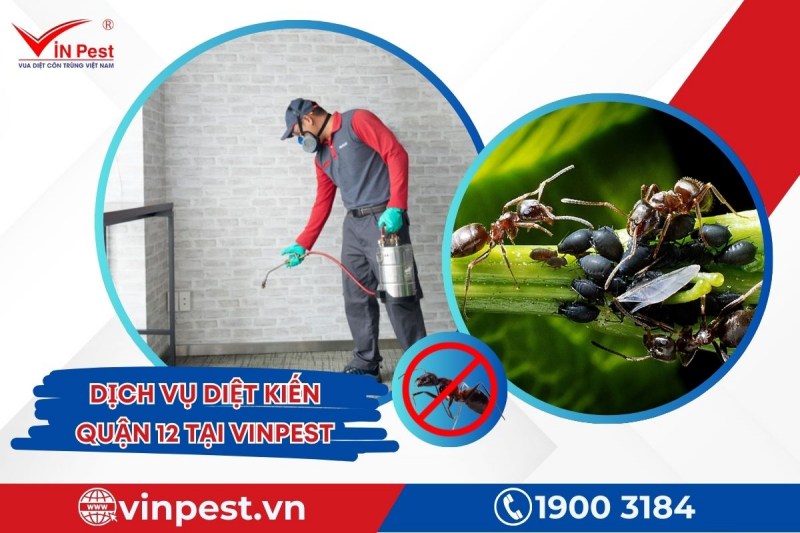 Diệt kiến quận 12 từ dịch vụ của VinPest đảm bảo hiệu quả cao