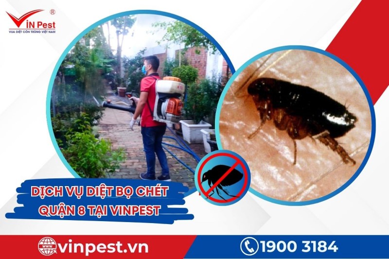 Dịch vụ diệt bọ chét quận 8 hiệu quả từ VinPest