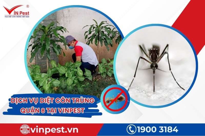 VinPest sở hữu đội ngũ KTV với nhiều năm kinh nghiệm khi thực hiện diệt côn trùng quận 8