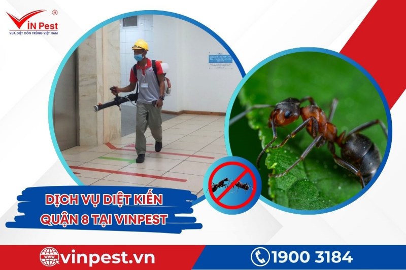 Diệt kiến quận 8 từ VinPest mang lại môi trường sống an toàn