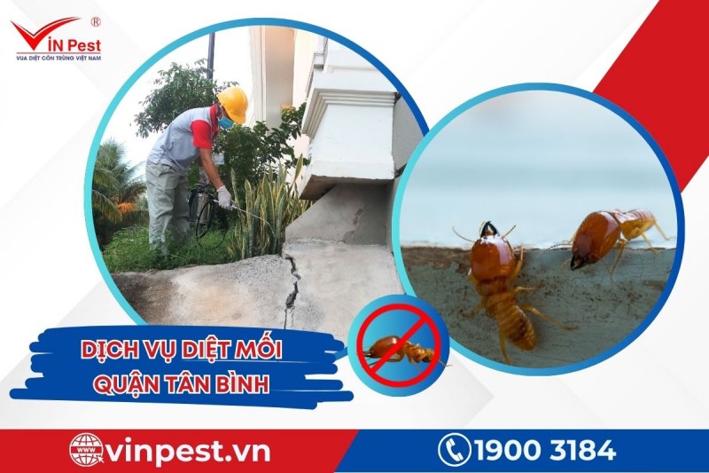 Dịch vụ diệt mối quận Tân Bình uy tín tại VinPest