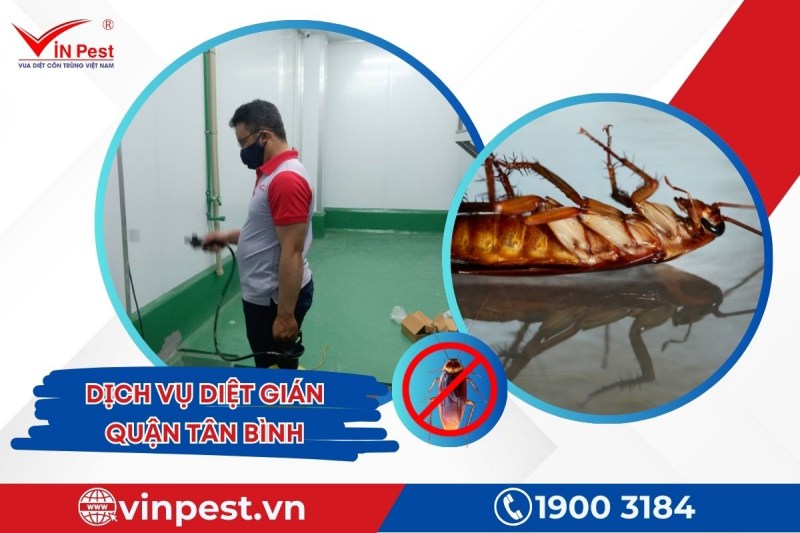 Diệt gián quận Tân Bình an toàn từ VinPest