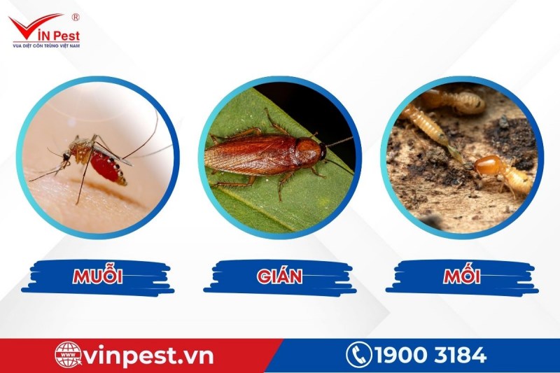 Nhận diện côn trùng gây hại nhằm xây dựng phương án tiêu diệt phù hợp
