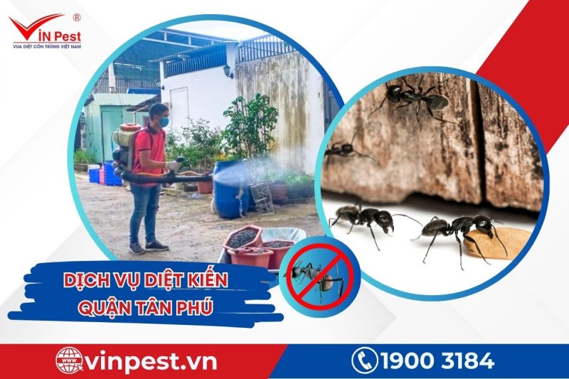 Dịch vụ diệt kiến quận Tân Phú tại VinPest đảm bảo an toàn cho sức khỏe của con người