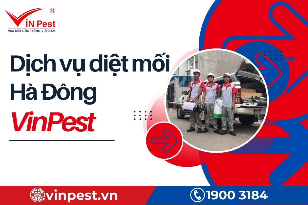 dịch vụ diệt mối tại nhà huyện hà đông