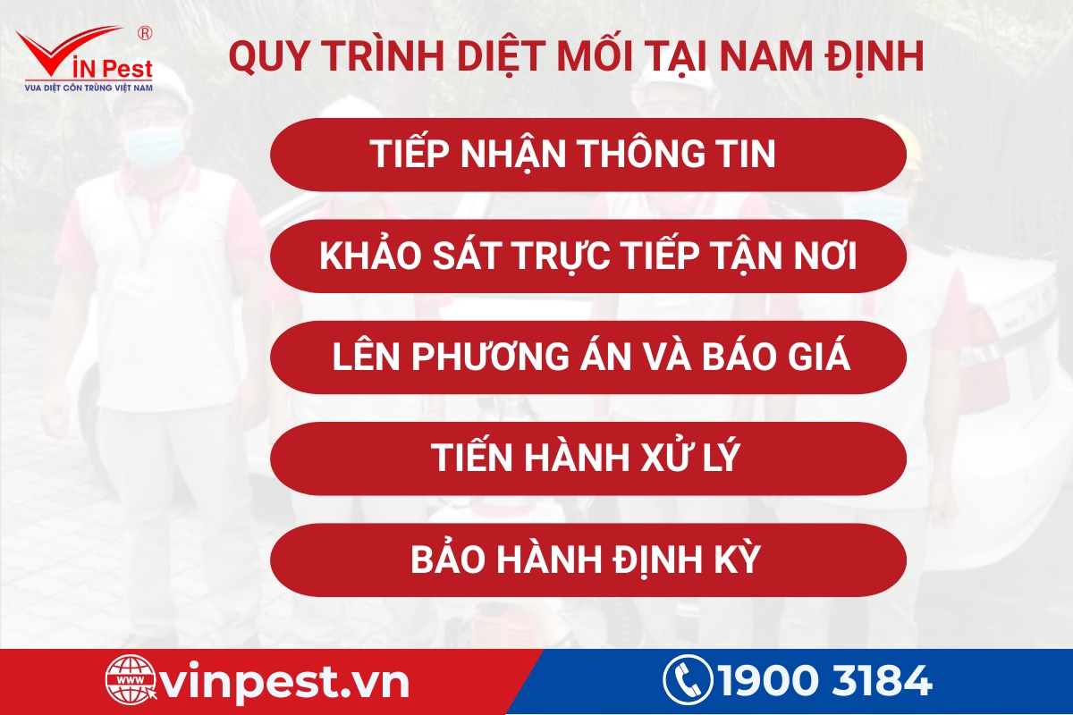quy trình dịch vụ diệt mối tại nhà nam định