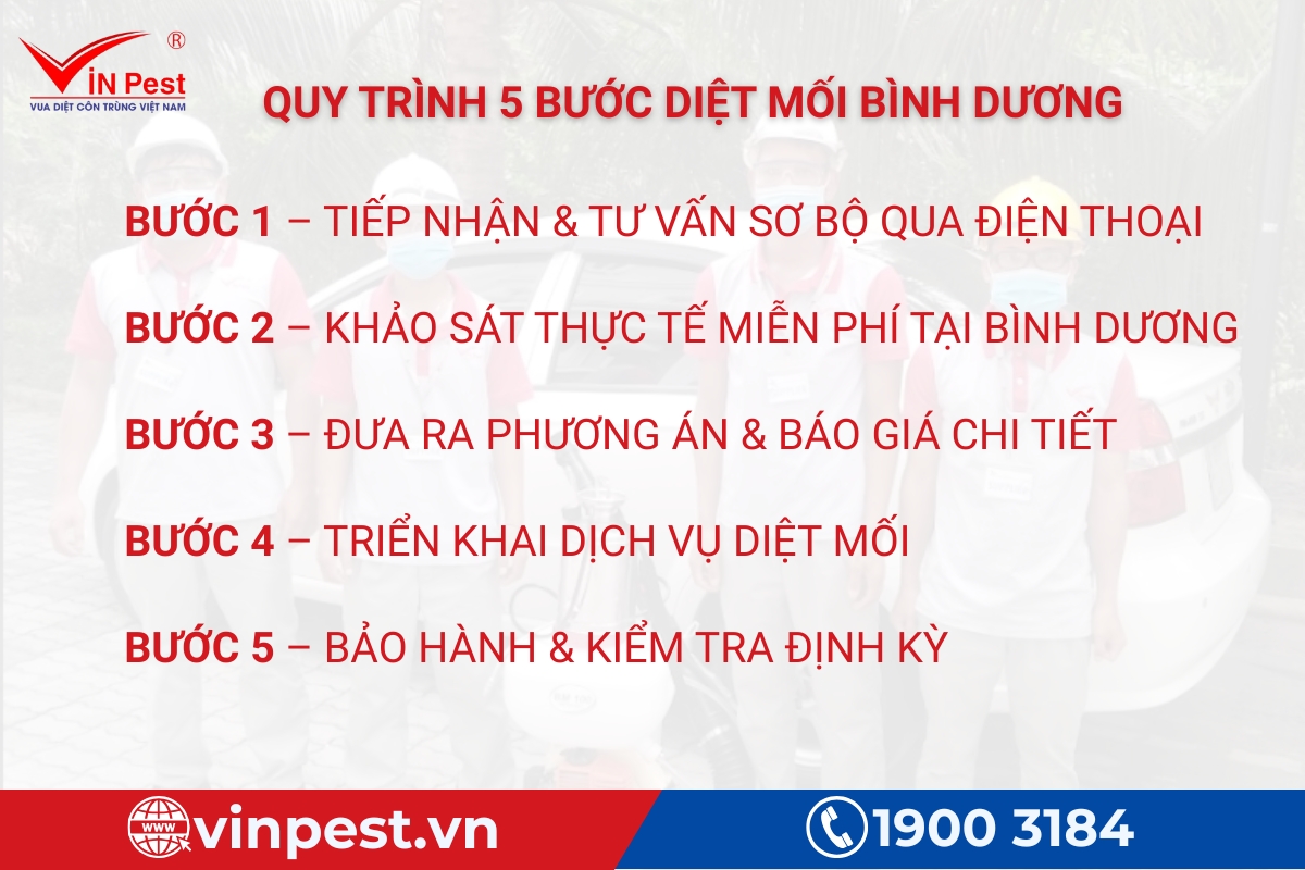 Quy trình dịch vụ diệt mối tại nhà bình dương
