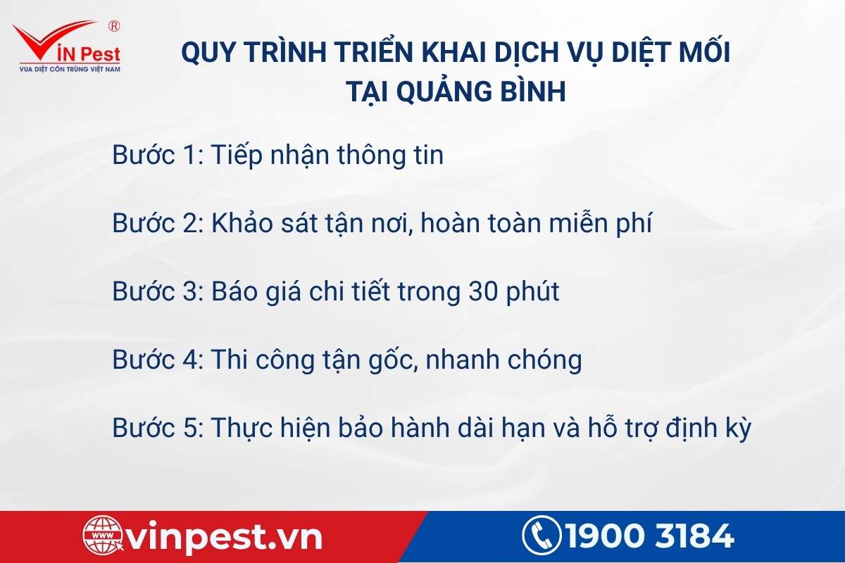 quy trình dịch vụ diệt mối quảng bình