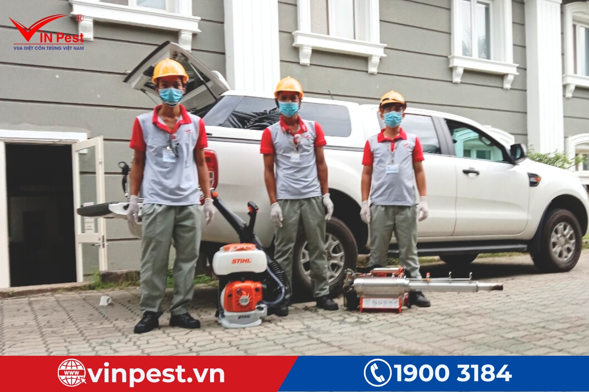 dịch vụ diệt mối tận gốc quảng ninh chất lượng