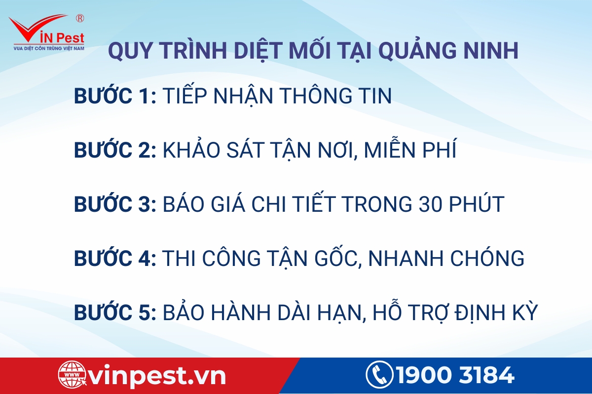 quy trình diệt mối tại quảng ninh