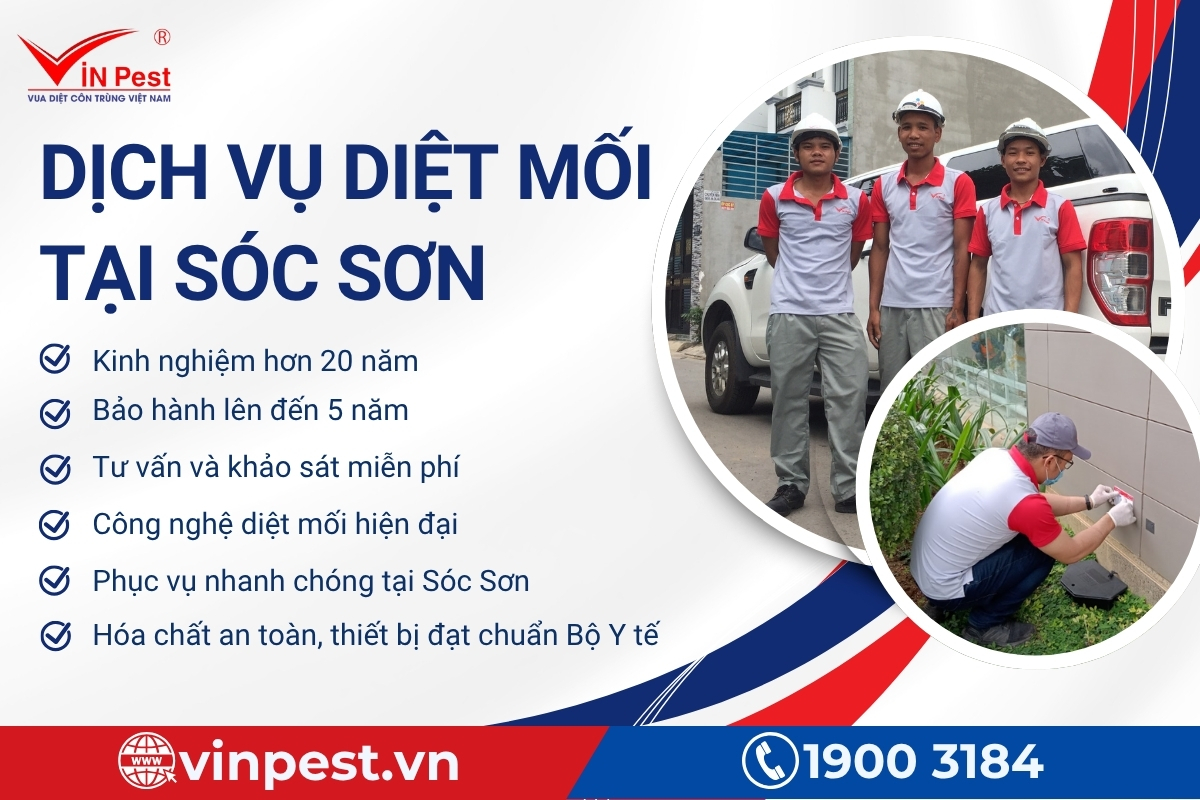 dịch vụ diệt mối tận gốc sóc sơn