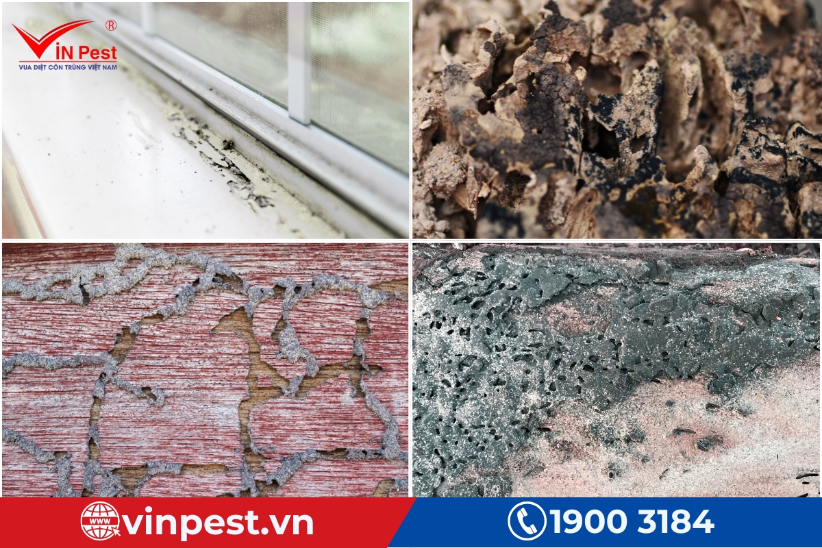 dịch vụ diệt mối tại nhà vinh đảm bảo sức khỏe