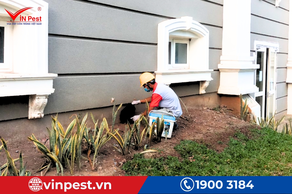 diệt mối tại vinh hiệu quả, chuyên nghiệp