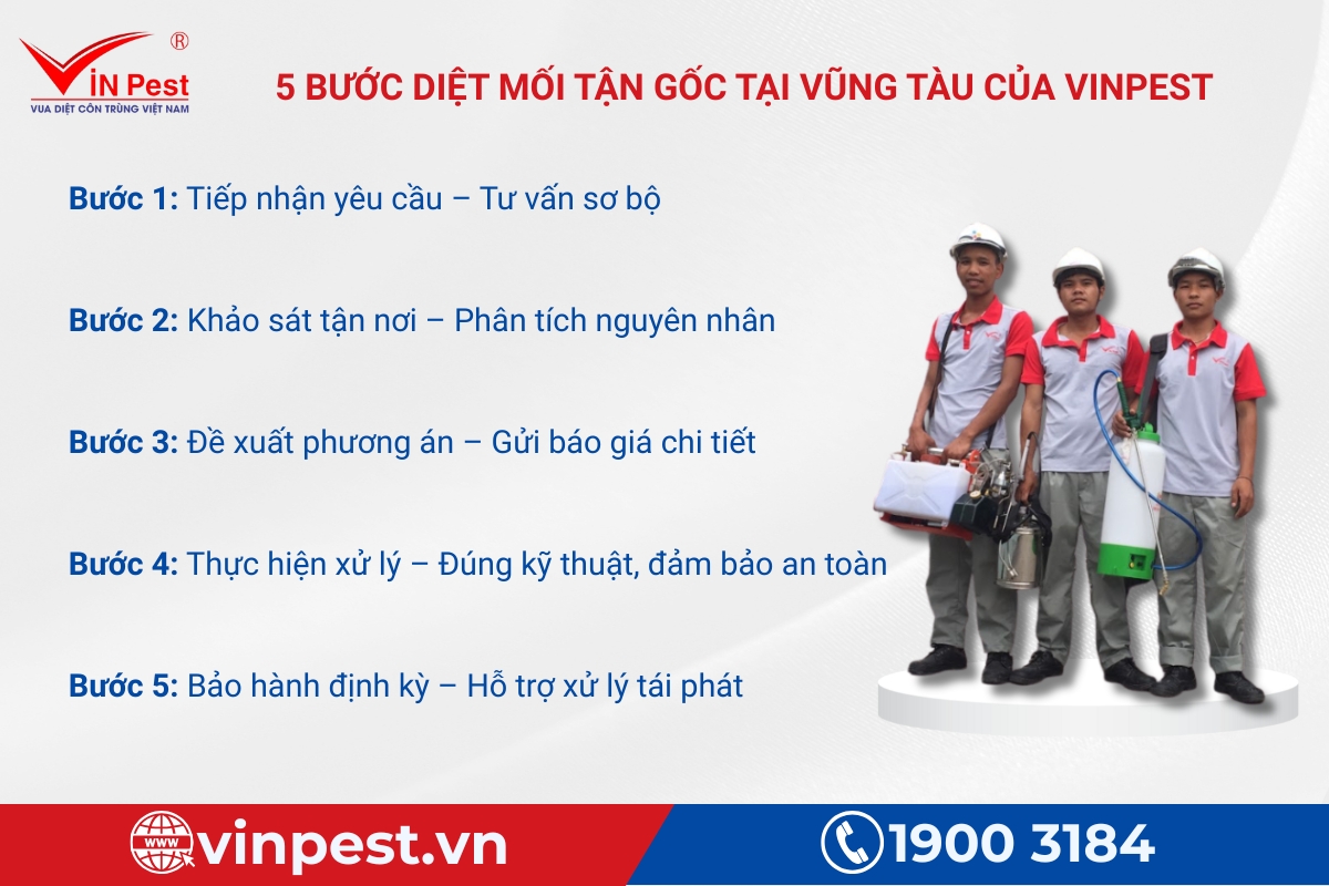 quy trình diệt mối vũng tàu chuyên nghiệp