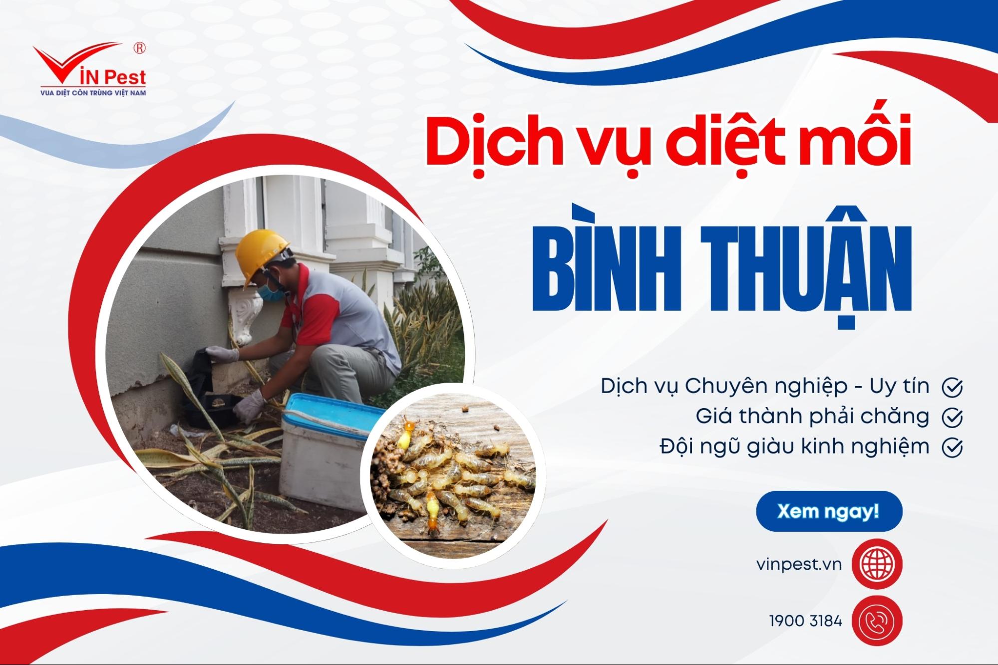 dịch vụ diệt mối tận gốc bình thuận