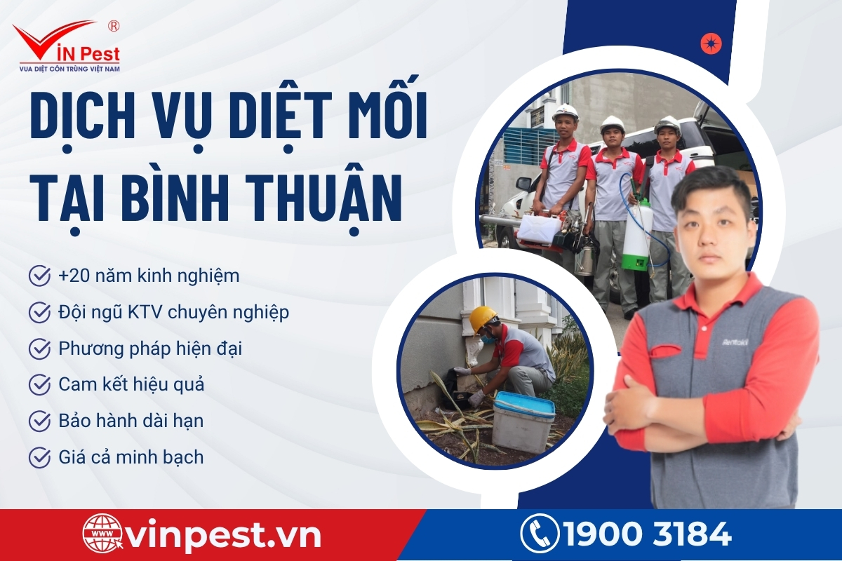dịch vụ diệt mối bình thuận